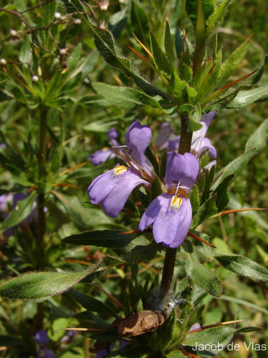 Hygrophila auriculata (Schumach.) Heine